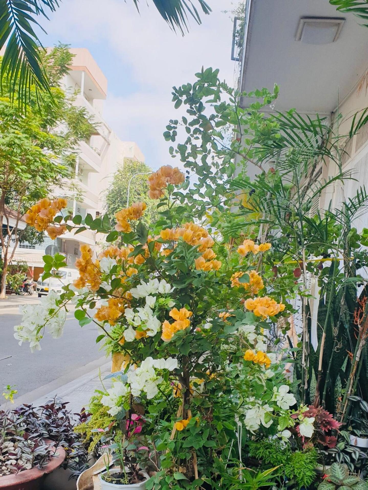 מלון הו צ'י מין סיטי Chez Lotus Rose מראה חיצוני תמונה